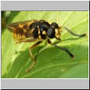 Temnostoma vespiforme - Wespen-Moderholzschwebfliege m06.jpg